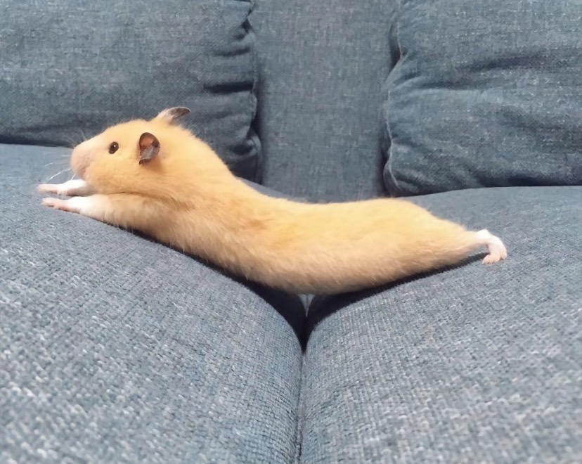 ゆう